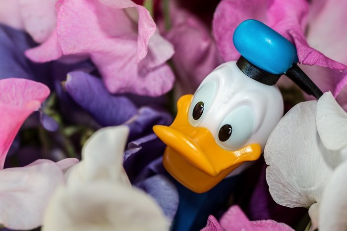 Donald Duck Disney Character Sweet-Pea Flowers